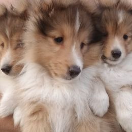 Shetland Sheepdogs from Spring Valley shelties