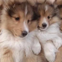 Shetland Sheepdogs from Spring Valley shelties