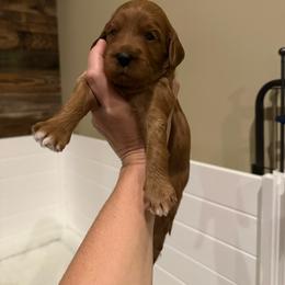 Black Collar - Apricot male Goldendoodle puppy in Yadkinville, North Carolina from Millie’s Goldendoodles