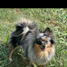 Diva - Pomeranian