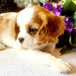 Cavalier King Charles Spaniel Puppies from Puppyloversplace