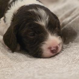 Harley Girl - Liver and white female Brittany puppy in Alma, Georgia from Edenbright Brittanys