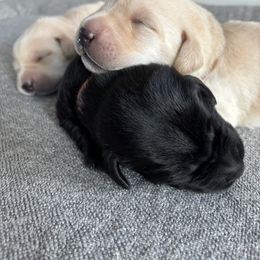 Labrador Retriever Puppies from Front Range Labradors LLC