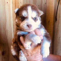 Apollo - Red and white male Siberian Husky puppy in Thomasville, Georgia from Southern Blues Siberian Huskies