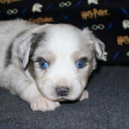 Australian Shepherd, Miniature American Shepherd, Miniature Australian Shepherd, and Toy Australian Shepherd Puppies from HP Aussie Kennels