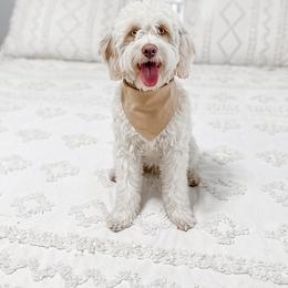 Cova - Goldendoodle