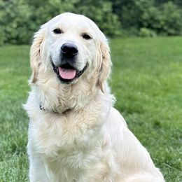 Golden Retrievers from Living on Faiths Golden Retrievers