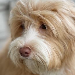 Lemon - Australian Labradoodle