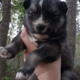 Agouti boy - Agouti and white male Siberian Husky puppy in Warrenville, South Carolina from StormVale Siberians