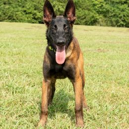 NYXIE - Black sable female Belgian Malinois puppy in Paragould, Arkansas from DANGER CLOSE MALINOIS