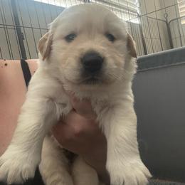 Blue boy - Light golden male Golden Retriever puppy in Menifee, California from Canyon Ridge Goldens