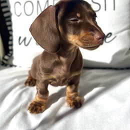 Dachshund Puppies from Weenie Bros