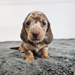 Chocolate and tan dapple female 2 - Dapple female Dachshund puppy in Belle Rive, Illinois from Akin's Miniature Dachshunds, LLC