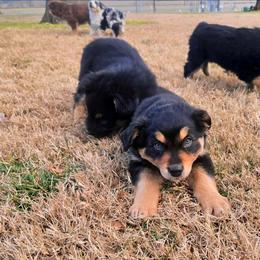 Eve - Black tri-color female Australian Shepherd puppy in Owensboro, Kentucky from JnT's Bluegrass Mini Aussies