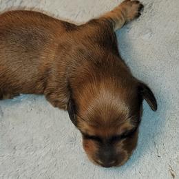 Dachshund Puppies from CLARK'S BREEDING PROGRAM