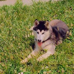 Siberian Husky All Grown Up from Sunrise Siberians
