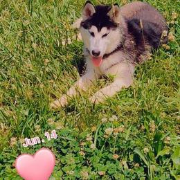 Siberian Husky All Grown Up from Sunrise Siberians