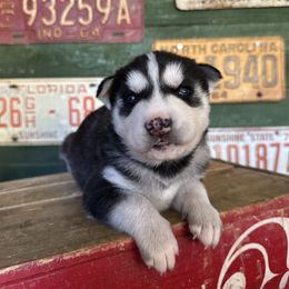 Blue - Black and white male Siberian Husky puppy in Burnsville, North Carolina from Peterson Puppies