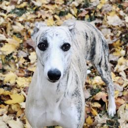 Whippet All Grown Up from Whippets of Westgate