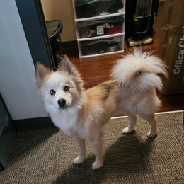 Naomi - Pomsky