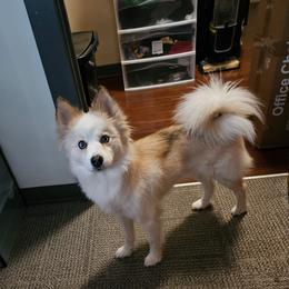 Naomi - Pomsky
