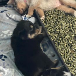 Australian Shepherd Puppies from Prairie Skies Farm