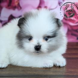 Gemma - Blue merle female Pomeranian puppy in Fultonville, New York from Sandy Aussies & Pomeranians