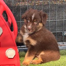 Brown - Red tri male Miniature Australian Shepherd puppy in Arizona from Country Charm Mini Aussies
