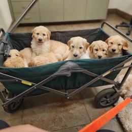 Goldendoodle Puppies from Doodle Love 559