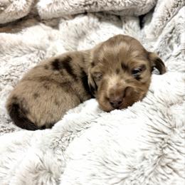 Heath - AKC - Chocolate and cream male Dachshund puppy in Sterling, Colorado from Country Chics Doxies