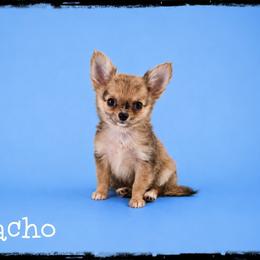 Nacho - Merle male Chihuahua puppy in Demorest, Georgia from Sourpatch Chihuahuas