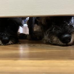 Miniature Schnauzers from Great Northern Schnauzers