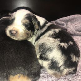 Australian Shepherd Puppies from Powell’s Australian Shepherds