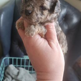 Cooper - Merle male Cockapoo puppy in Ellensburg, Washington from Dawn to Dusk Cockapoos