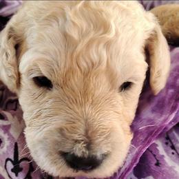 Purple collar - Cream female Goldendoodle puppy in Willow Springs, Missouri from Todd Family Homestead