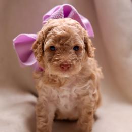 Pearl - Apricot female Goldendoodle puppy in Forney, Texas from Diamond Doodle Pups and Poodles