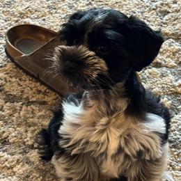 Ella - Miniature Schnauzer