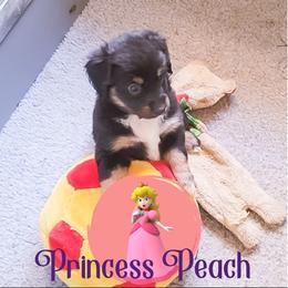 Miniature Australian Shepherd Puppies from Wonderland Aussies