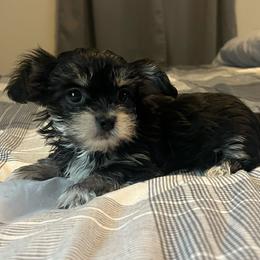 Rocket - Black and tan male Yorkshire Terrier puppy in Jacksonville, Florida from The Yorkie Shack