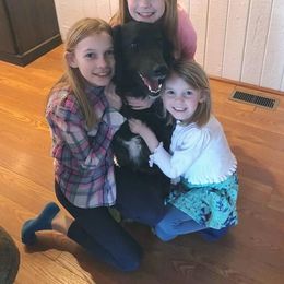 Goldendoodle All Grown Up from Simply Doodles LLC