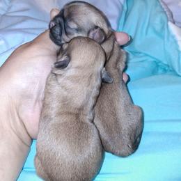 Josiah - Black gold and white male Shih Tzu puppy in Memphis, Tennessee from Lady and the Tramp