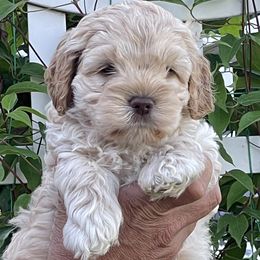 Cockapoo Puppies from Kentucky Cockapoos