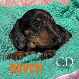 Raven - Dapple female Dachshund puppy in Huntington, Texas from Camacho_Dachshunds