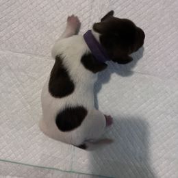Girl 1 - Liver and white German Shorthaired Pointer puppy in Texas from Barker GSP