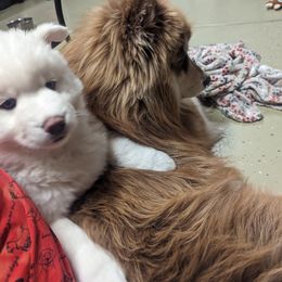 Siberian Husky Puppies from Funky Farm AKC Siberian Huskies Kennel