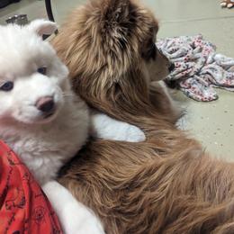 Siberian Husky Puppies from Funky Farm AKC Siberian Huskies Kennel