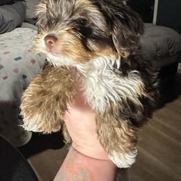 Shih Tzu and Yorkshire Terrier All Grown Up from Empire Yorkies