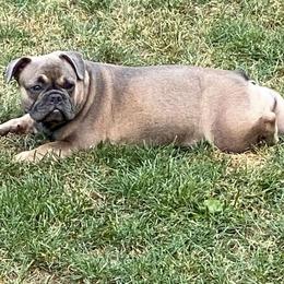 French Bulldogs from 2 J’s Frenchies