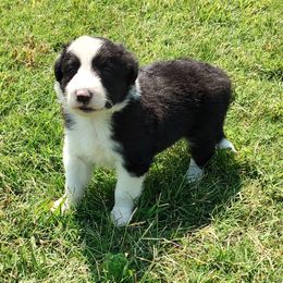 Border Collie Puppies from Bond Border Collies