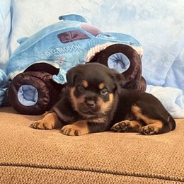 Billy - Black and mahogany male Rottweiler puppy in Partlow, Virginia from Kayara Haus Rottweilers